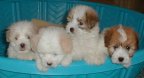long_island_law_attorney_real_estate_puppies.jpg